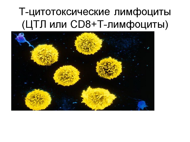 Т-цитотоксические лимфоциты  (ЦТЛ или CD8+T-лимфоциты)